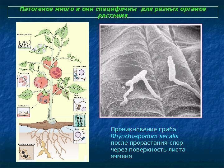   Патогенов много и они специфичны для разных органов растения Проникновение гриба Rhynchosporium