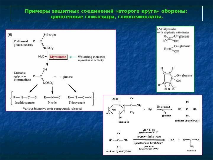  Примеры защитных соединений «второго круга» обороны:  цаногенные гликозиды, глюкозинолаты. 
