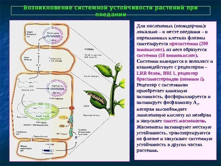   Возникновение системной устойчивости растений при поедании Для пасленовых (помидорчик): локально – в