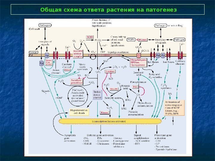  Общая схема ответа растения на патогенез 