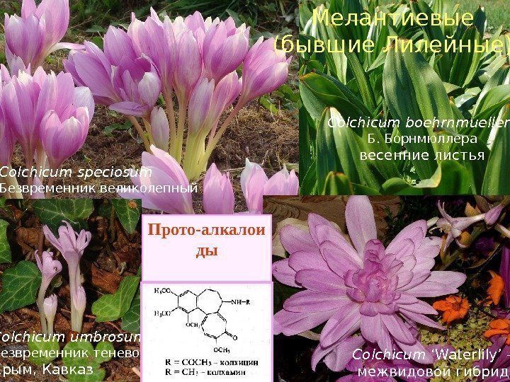   Мелантиевые (бывшие Лилейные) Colchicum umbrosum , Безвременник теневой Крым, Кавказ  Colchicum