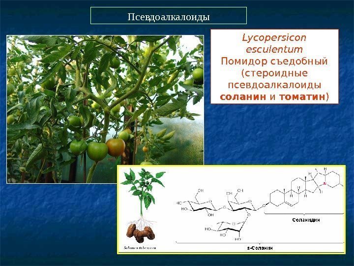  Lycopersicon esculentum Помидор съедобный (стероидные псевдоалкалоиды соланин и томатин )Псевдоалкалоиды 