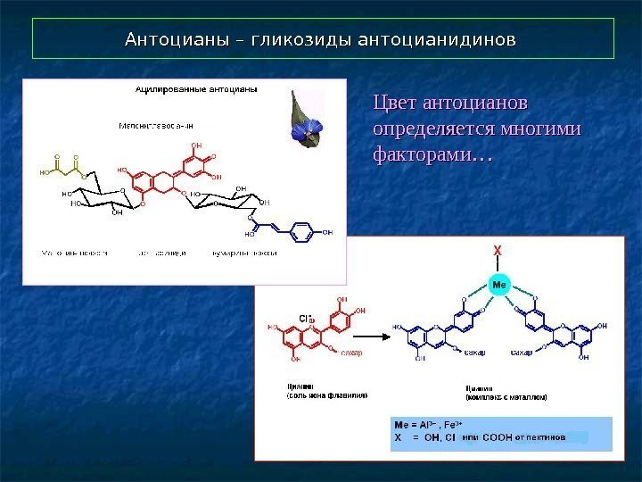  Антоцианы – гликозиды антоцианидинов Цвет антоцианов определяется многими факторами… 