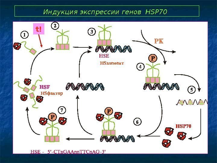   Индукция экспрессии генов HSP 70  t! HS фактор HS элемент 
