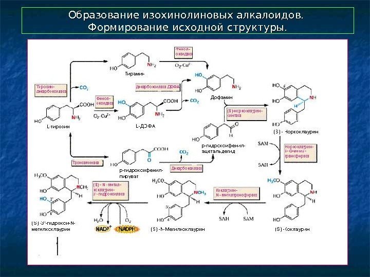  Образование изохинолиновых алкалоидов.  Формирование исходной структуры. 