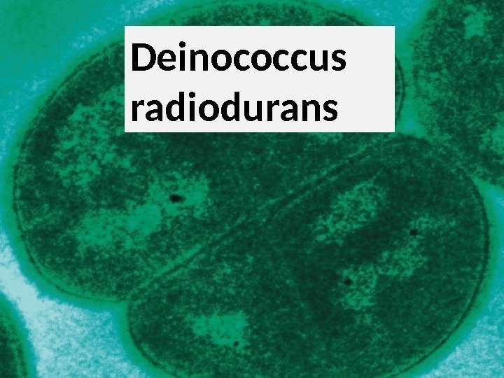 Deinococcus radiodurans 