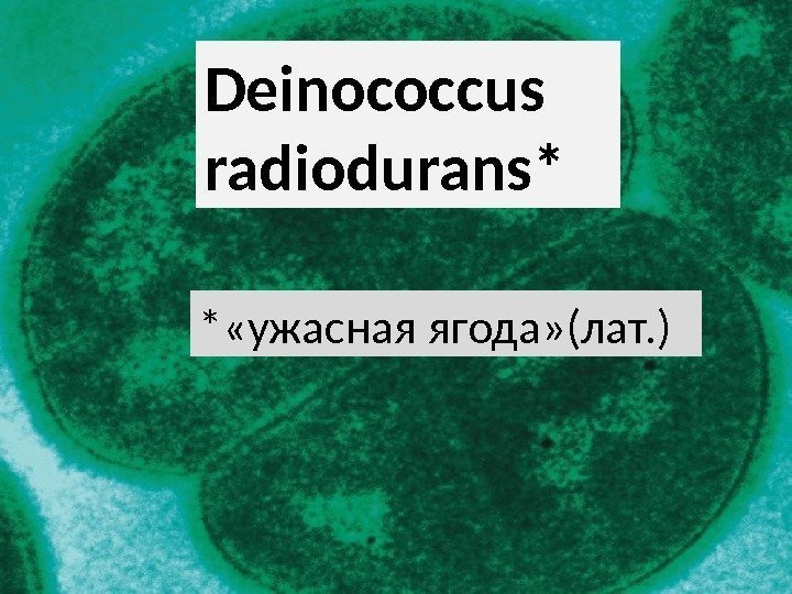 Deinococcus radiodurans* * «ужасная ягода» (лат. ) 