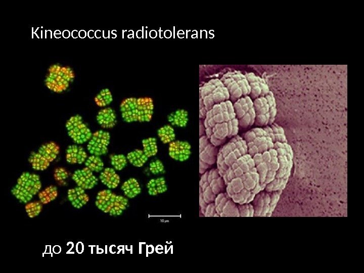 Kineococcus radiotolerans до 20 тысяч Грей 