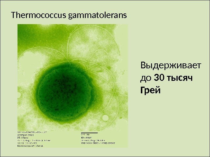 Thermococcus gammatolerans  Выдерживает до 30 тысяч Грей 