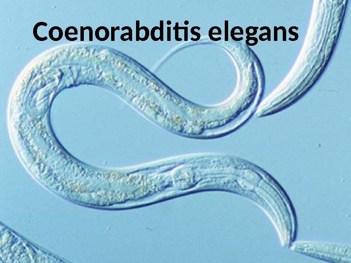 Coenorabditis elegans 