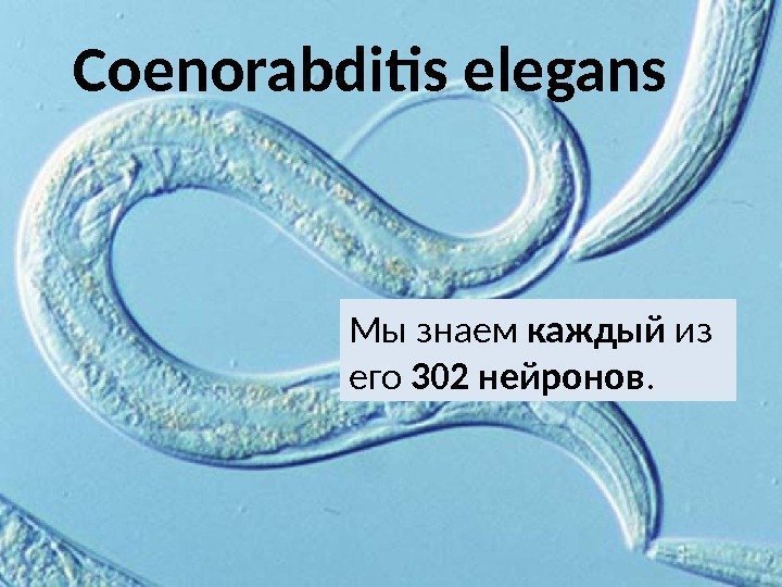 Мы знаем каждый из его 302 нейронов. Coenorabditis elegans 