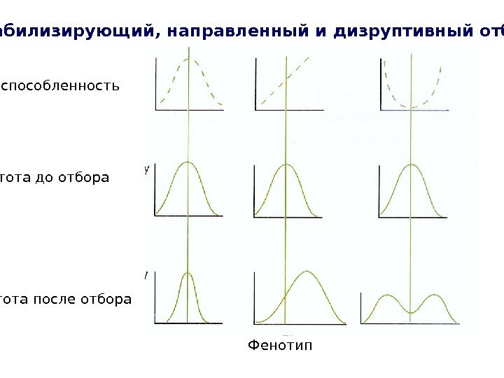 Фенотип Приспособленность Частота до отбора Частота после отбора Стабилизирующий, направленный и дизруптивный отбор 