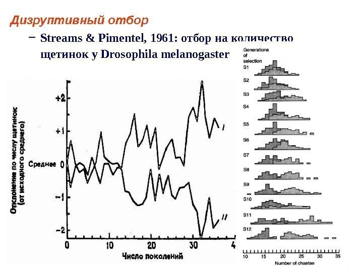 Дизруптивный отбор – Streams & Pimentel, 1961: отбор на количество щетинок у Drosophila melanogaster