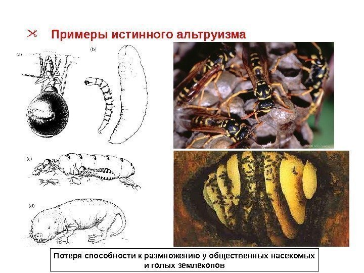  Примеры истинного альтруизма Потеря способности к размножению у общественных насекомых и голых землекопов