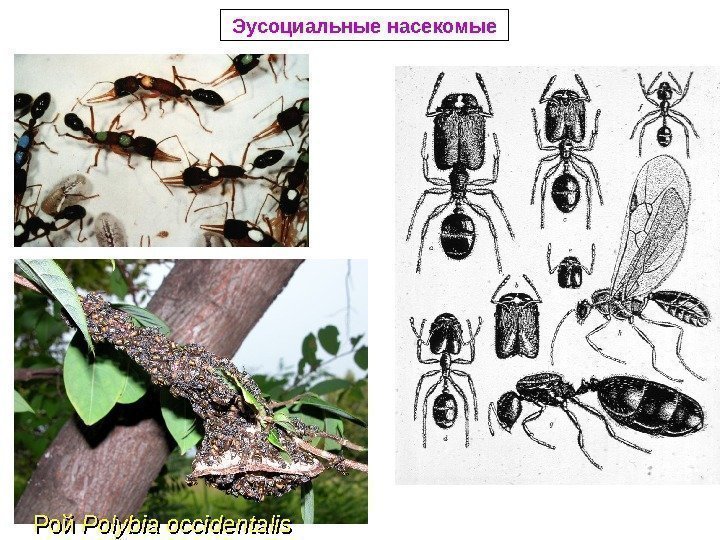 Эусоциальные насекомые Рой Polybia occidentalis 