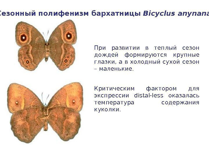  Сезонный полифенизм бархатницы Bicyclus anynana  При развитии в теплый сезон дождей формируются