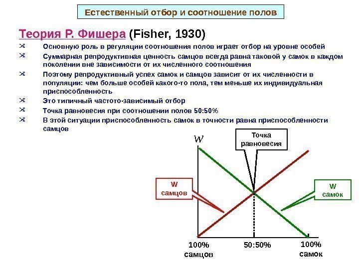 Естественный отбор и соотношение полов Теория Р. Фишера (Fisher, 1930) Основную роль в регуляции