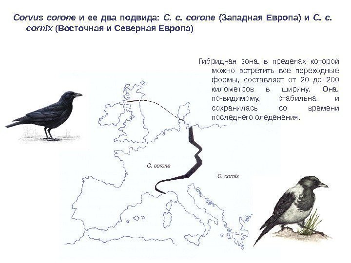 Corvus corone  и ее два подвида:  С.  corone  (Западная Европа)