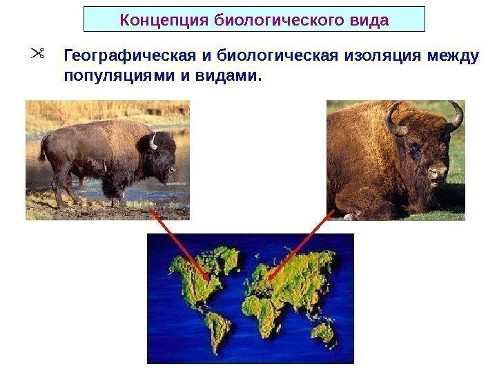 Концепция биологического вида Географическая и биологическая изоляция между популяциями и видами. 