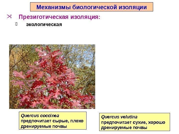 Механизмы биологической изоляции Презиготическая изоляция:  экологическая Quercus coccinea предпочитает сырые, плохо дренируемые почвы
