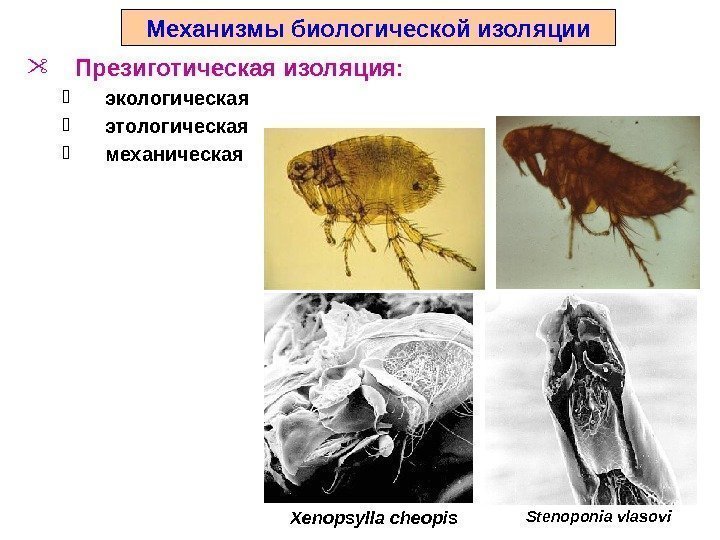 Механизмы биологической изоляции Презиготическая изоляция:  экологическая этологическая механическая Xenopsylla cheopis Stenoponia vlasovi 