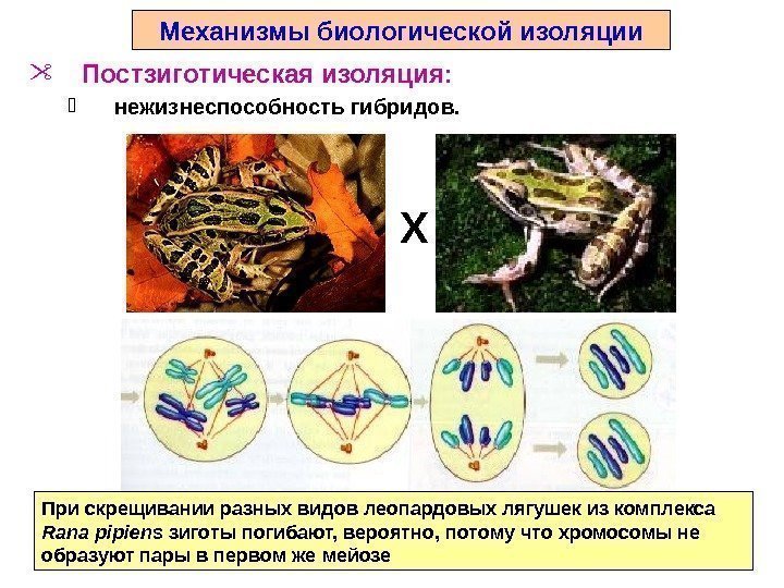 Изолирующие механизмы биология презентация