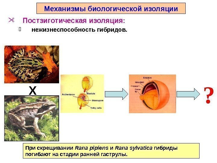 При скрещивании Rana pipiens и Rana sylvatica гибриды погибают на стадии ранней гаструлы. ?