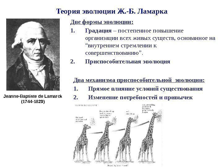 Теория эволюции Ж. -Б. Ламарка Две формы эволюции: 1. Градация – постепенное повышение организации
