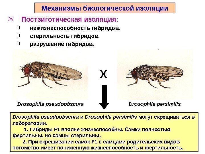 Drosophila pseudoobscura и Drosophila persimilis могут скрещиваться в лаборатории.  1. Гибриды F 1