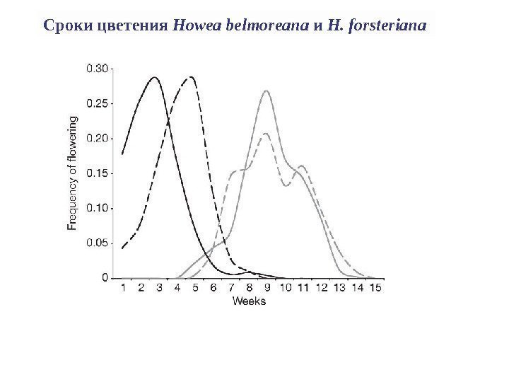 Сроки цветения Howea belmoreana и H. forsteriana  