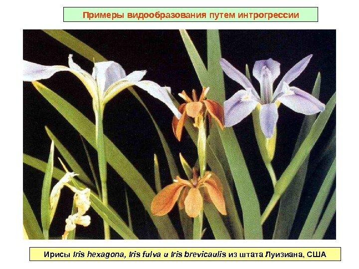 Примеры видообразования путем интрогрессии Ирисы Iris hexagona, Iris fulva и Iris brevicaulis из штата