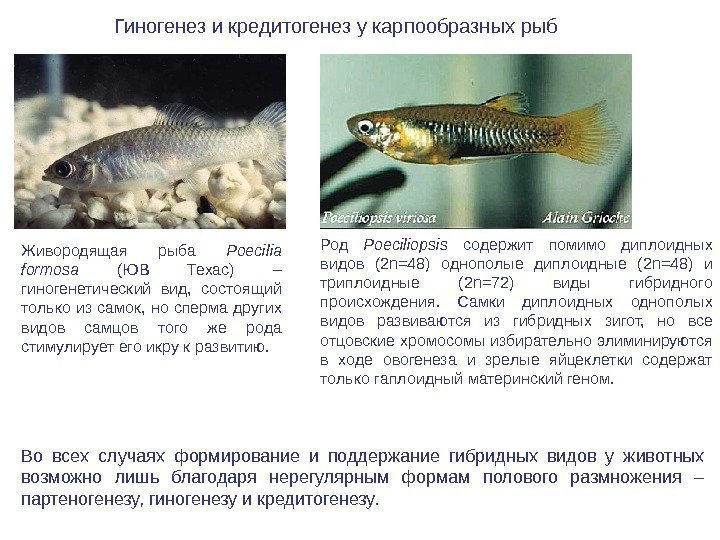 Гиногенез и кредитогенез у карпообразных рыб Живородящая рыба Poecilia formosa  (ЮВ Техас) –