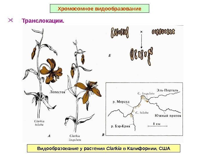  Транслокации. Хромосомное видообразование Видообразование у растения Clarkia в Калифорнии, США 