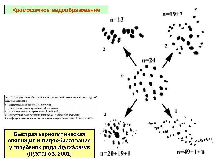 Быстрая кариотипическая эволюция и видообразование у голубянок рода Agrodiaetus (Лухтанов, 2001)Хромосомное видообразование 