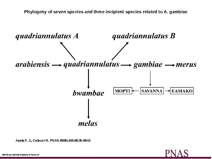 Phylogeny of seven species and three incipient species related to A. gambiae Ayala F.