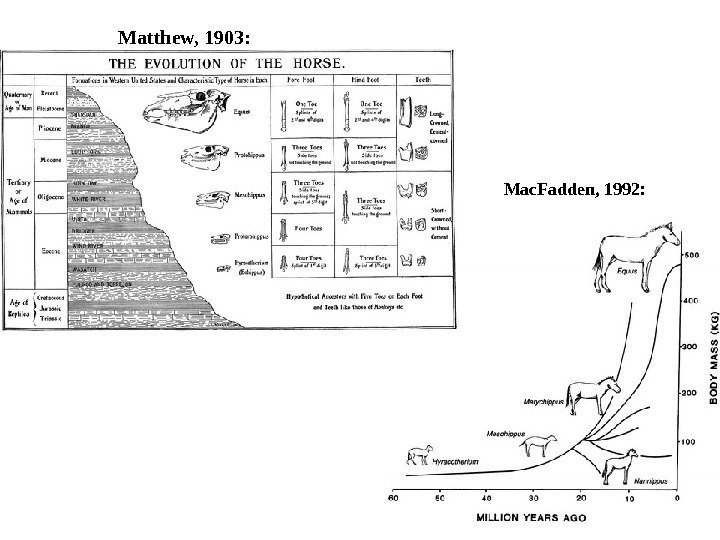 Matthew, 1903:  Mac. Fadden, 1992:  