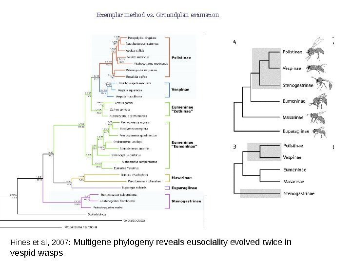 Hines et al, 2007:  Multigene phylogeny reveals eusociality evolved twice in vespid wasps