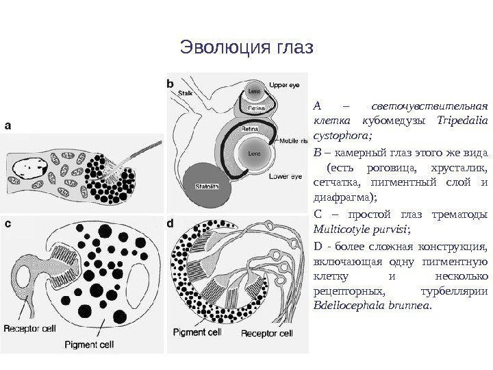 Эволюция глаз А – светочувствительная клетка к убомедузы  Tripedalia cystophora; B – камерный