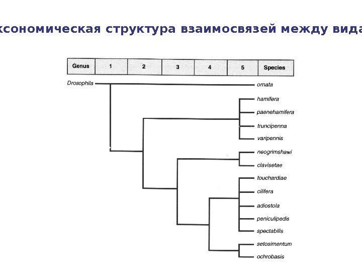  Таксономическая структура взаимосвязей между видами 