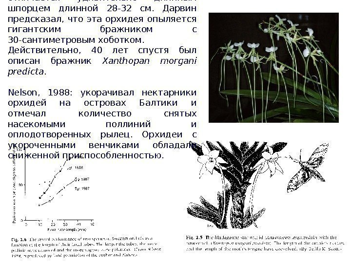 Орхидея Anagraecum sesquepedale отличается удивительно длинным шпорцем длинной 28 -32 см.  Дарвин предсказал,