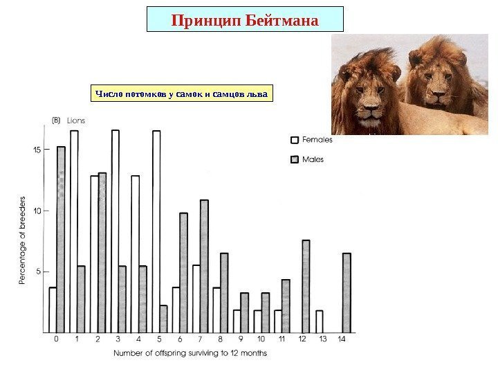 Принцип Бейтмана Число потомков у самок и самцов льва 