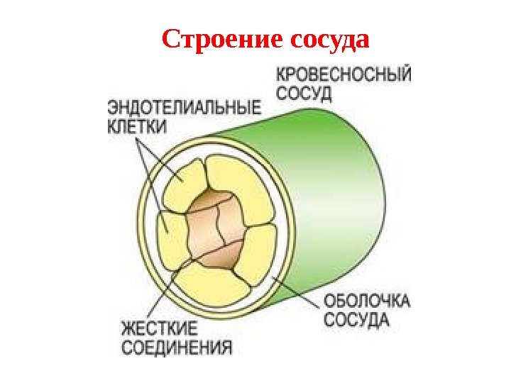 Строение сосуда 