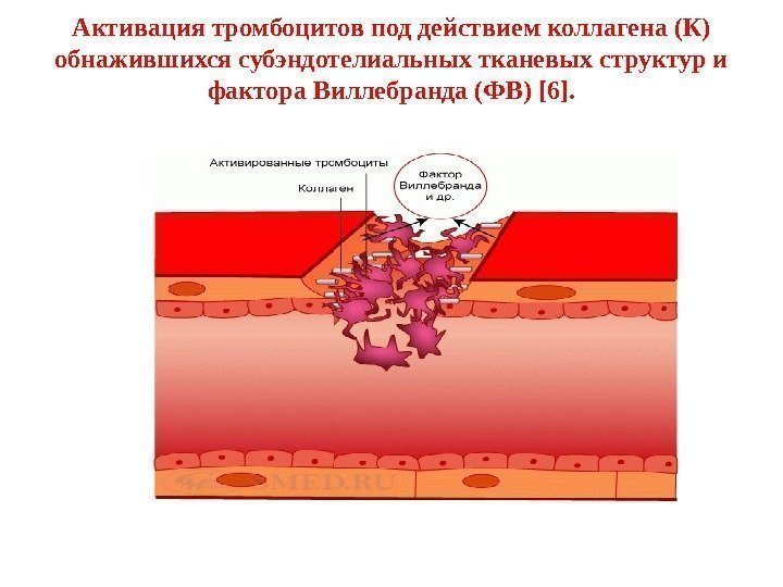 Активация тромбоцитов под действием коллагена (К) обнажившихся субэндотелиальных тканевых структур и фактора Виллебранда (ФВ)