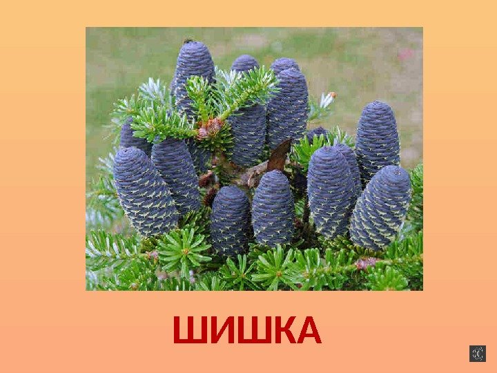 ШИШКА 