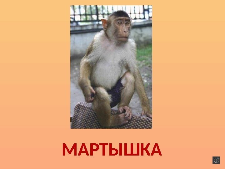 МАРТЫШКА 