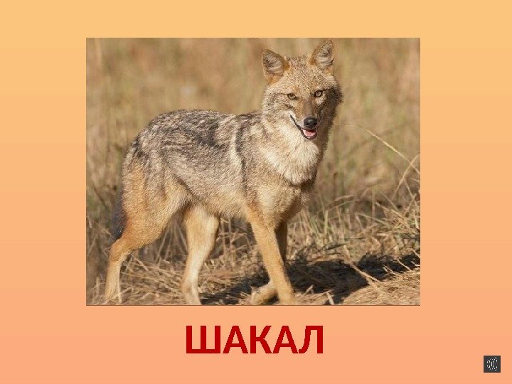 ШАКАЛ 