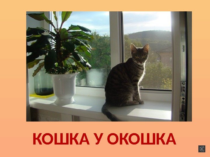 КОШКА У ОКОШКА 