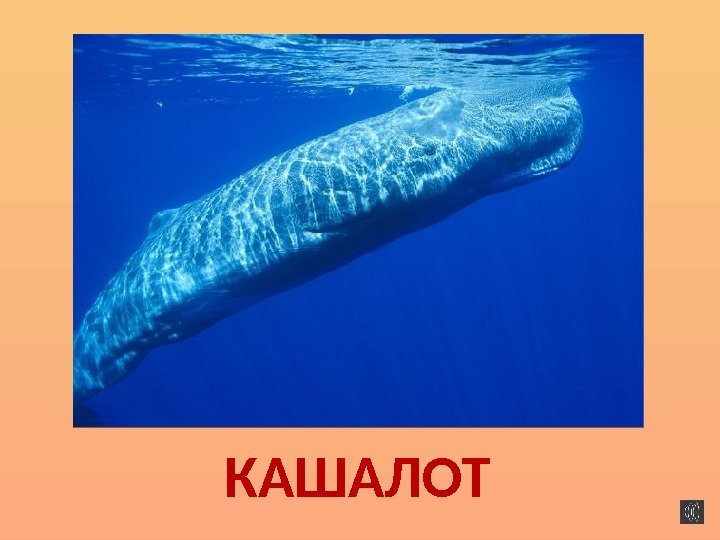 КАШАЛОТ 