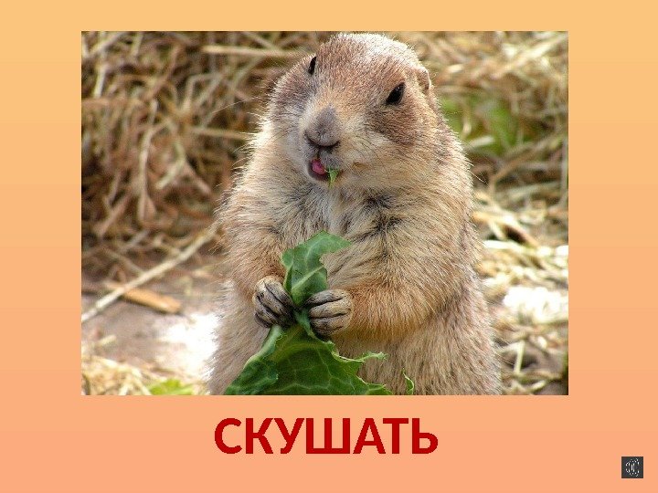 СКУШАТЬ 