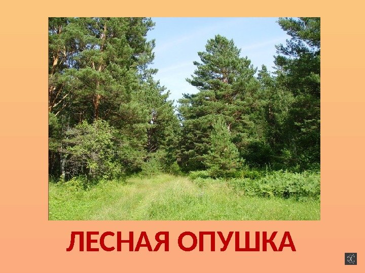 ЛЕСНАЯ ОПУШКА 